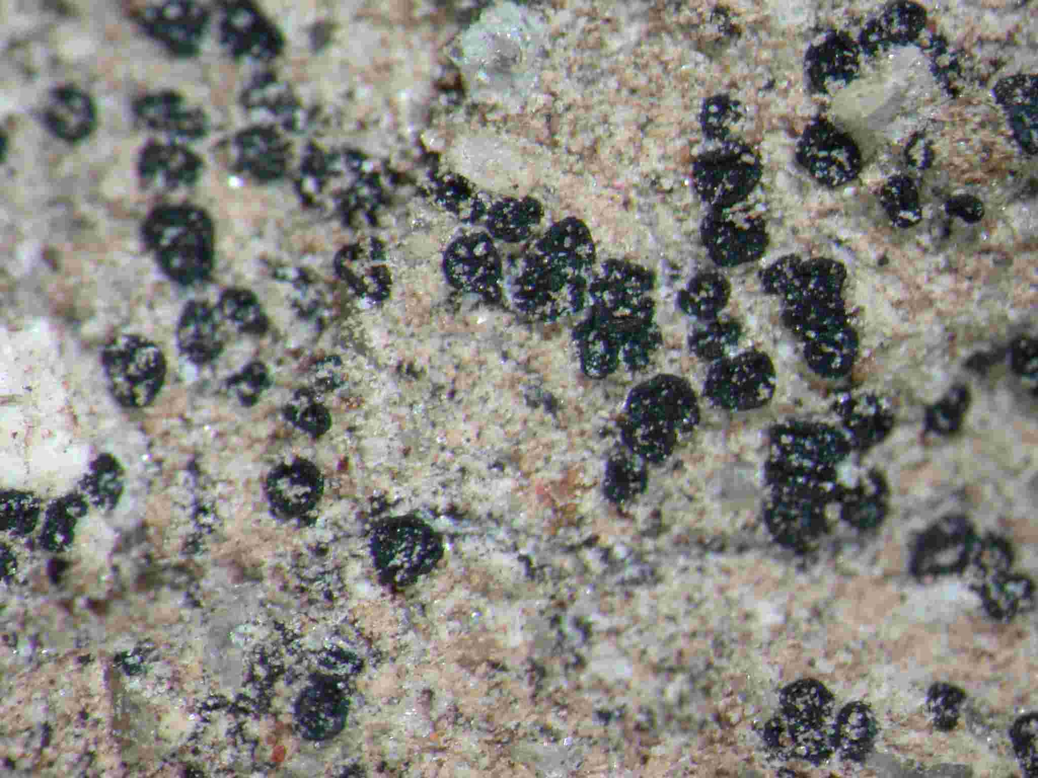 [Amandinea punctata]